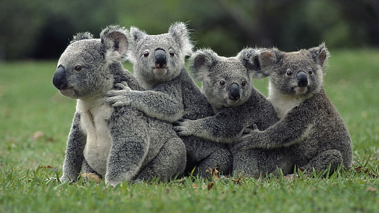 หมีโคอาล่าสีเทาสี่ตัวโคอาล่าหญ้านั่งครอบครัว, วอลล์เปเปอร์ HD HD wallpaper