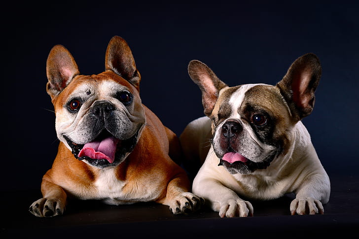 hunde, hintergrund, unsauber, paar, zwei, französische Bulldogge, englische Bulldogge, HD-Hintergrundbild
