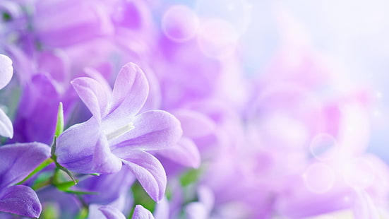цвете, кампанула, лилави цветя, далмация звънец, венчелистче, камбана, наблизо, флора, звънец, растение, лавандулово-сини цветя, цъфтящо растение, пролет, виола, лавандулово-синьо, HD тапет HD wallpaper
