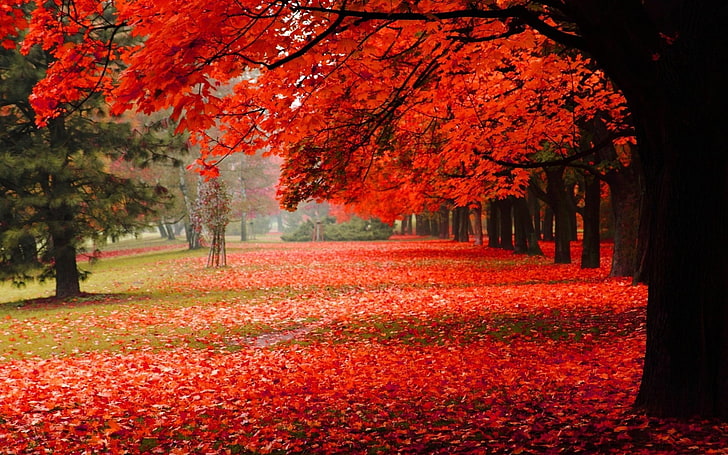 karpet area bunga merah dan putih, alam, pohon, jatuh, taman, daun, Wallpaper HD