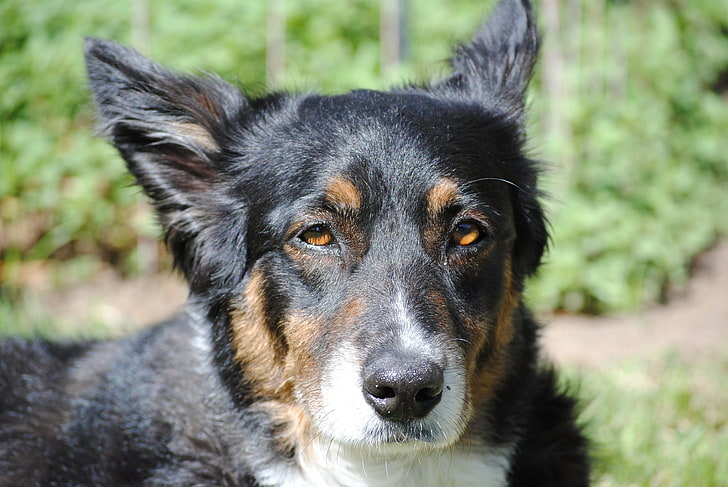 short-coated black and white dog, australian shepherd, muzzle, spotted, dog, HD wallpaper