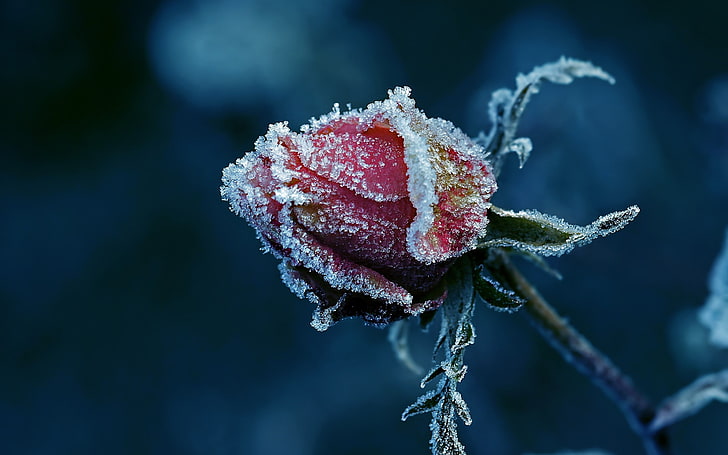czerwona róża, pokryta śniegiem czerwona róża, natura, makro, szczegółowe, zbliżenie, kwiaty, czerwone kwiaty, róża, mróz, lód, liście, głębia ostrości, Tapety HD