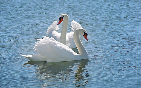 White swan, water, lake, White, Swan, Water, Lake, HD wallpaper HD wallpaper