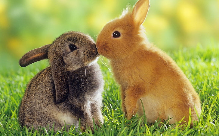 animals, bunnies, Easter, kissing, HD wallpaper
