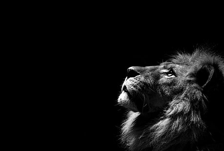 león, animales, fondo simple, monocromo, Fondo de pantalla HD HD wallpaper