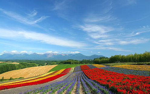 hd hokkaido Hokkaido Landscape 23 - HQ Nature Fields Seni HD, Landscape, HD, HQ, hokkaido, Wallpaper HD HD wallpaper