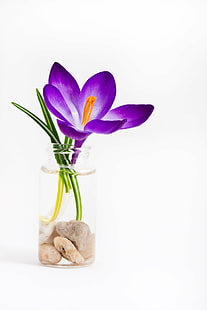 fioletowy kwiat w płatkach, krokus, krokus, krokus wiosenny, fioletowy, kwiat, IMG, pyłek, płatki, światło, namiot, roślina wodna, natura, wazon, roślina, wiosna, Tapety HD HD wallpaper