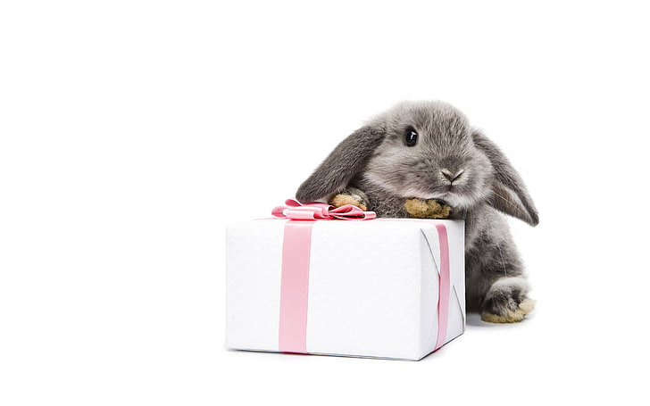 gray rabbit, box, hare, bow, HD wallpaper