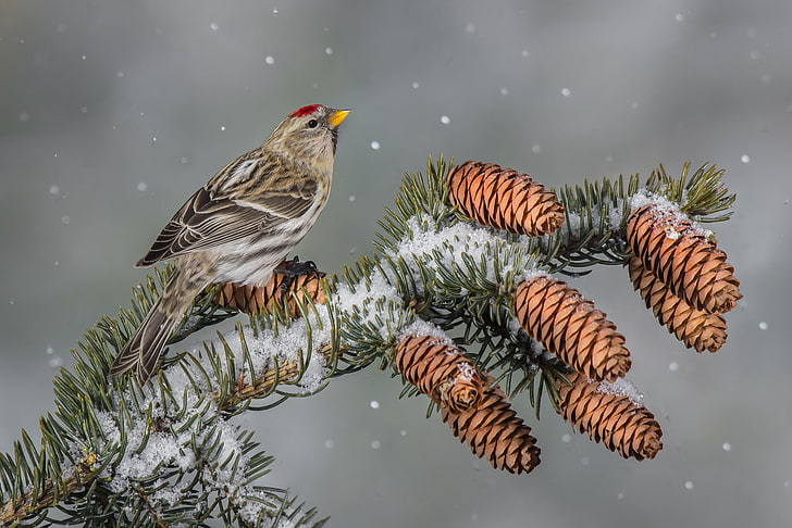 коричневая птица на дереве обои, зима, птица, шишки, чечетка, HD обои