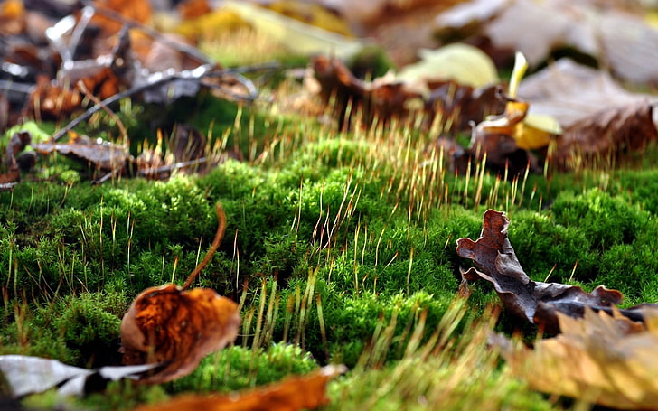 rumput hijau, daun, lumut, kecambah, musim semi, makro, Wallpaper HD