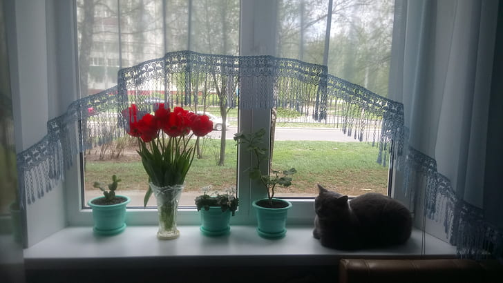 窓 鍋 猫は窓が大好き Hdデスクトップの壁紙 Wallpaperbetter