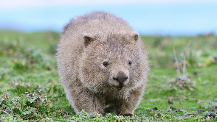 Wombat, Maria Island N.P., Tasmanien, Australien, Djur, HD tapet