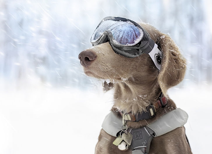 ショートコーティングされた日焼け犬、犬、雪、ゴーグル、冬、 HDデスクトップの壁紙
