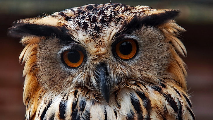brown and black owl, owl, face, close-up, predator, HD wallpaper