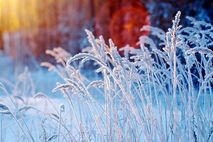 weißblättrige Pflanzen, weiße Blumen tagsüber, Winter, Natur, Schnee, Frost, Bokeh, Sonnenlicht, Schärfentiefe, HD-Hintergrundbild