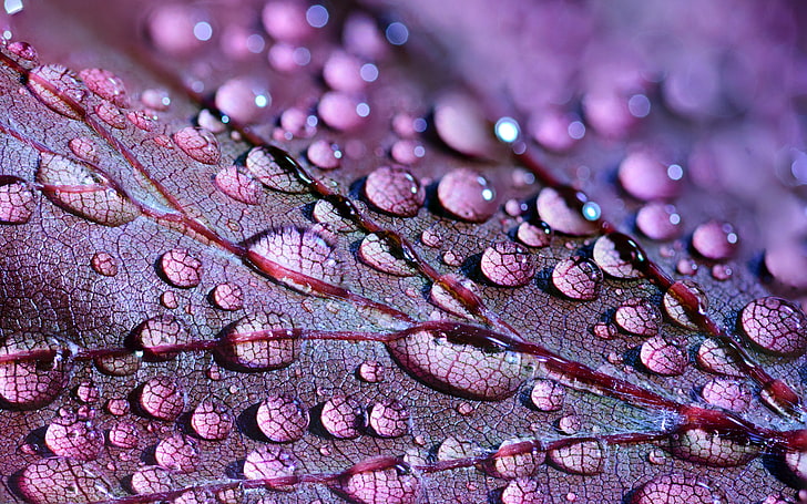 water drops, water, nature, water drops, macro, leaves, violet, HD wallpaper