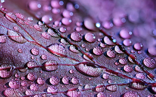 water drops, water, nature, water drops, macro, leaves, violet, HD wallpaper HD wallpaper