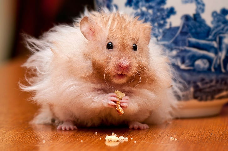 Hamster, Fluffy, Food, Fear, Fright, Supervision, Care, HD wallpaper