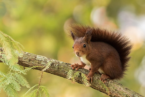 Eichhörnchen, Tiere, Natur, HD-Hintergrundbild HD wallpaper