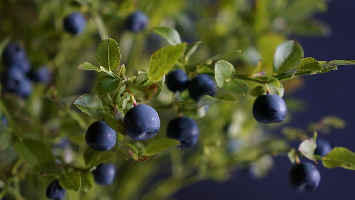 round blue fruit, leaves, branches, berries, Bush, blueberries, HD wallpaper