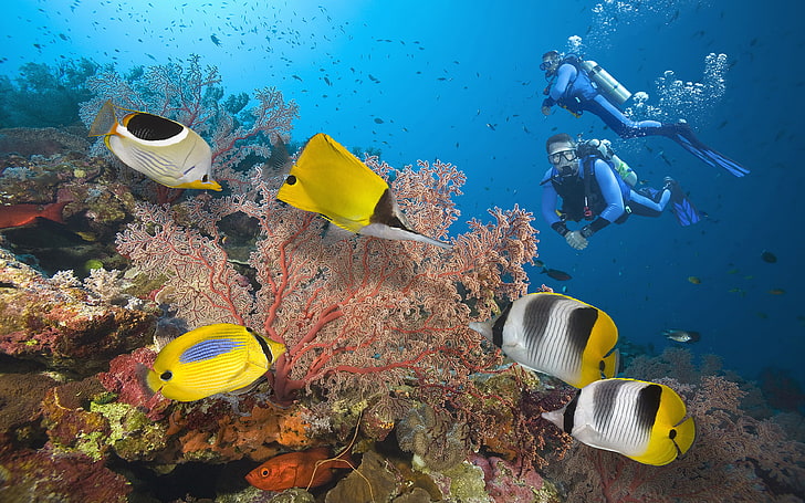 Great Barrier Reef Divers Seabed With Exotic Colorful Fish, Coral Hd Wallpapers For Desktop, HD wallpaper