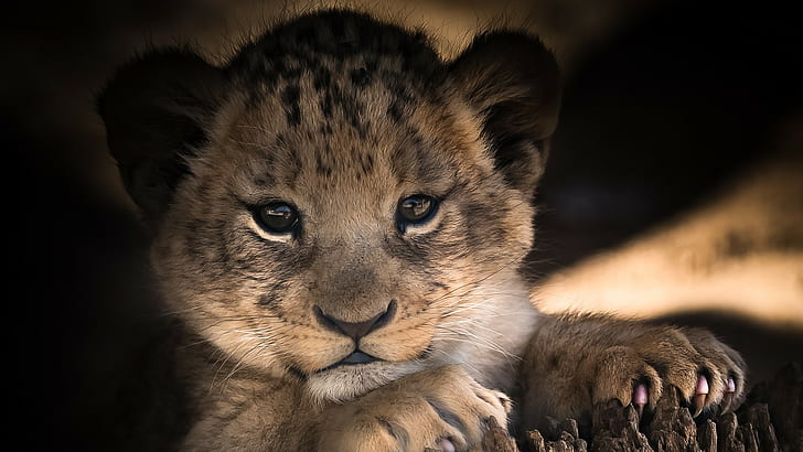 lion cub, cub, baby, cute, HD wallpaper