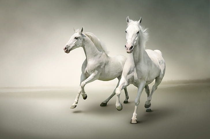 two, horses, horse, pair, white, Duo, light background, muzzle, gallop, hooves, jump, handsome, two knights, dashing, HD wallpaper