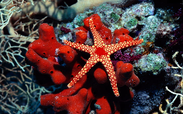 Red Star Fish, picture, beautiful, fish, star, animals, HD wallpaper