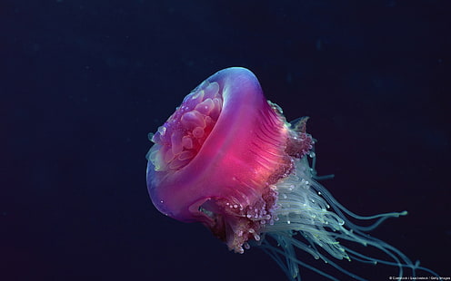 Crown jellyfish-Windows 10 HD Wallpaper, medusa rosa, Fondo de pantalla HD HD wallpaper