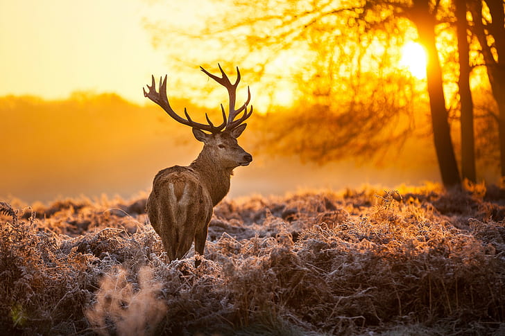 deer, sunrise, landscape, winter, frost, antlers, HD wallpaper