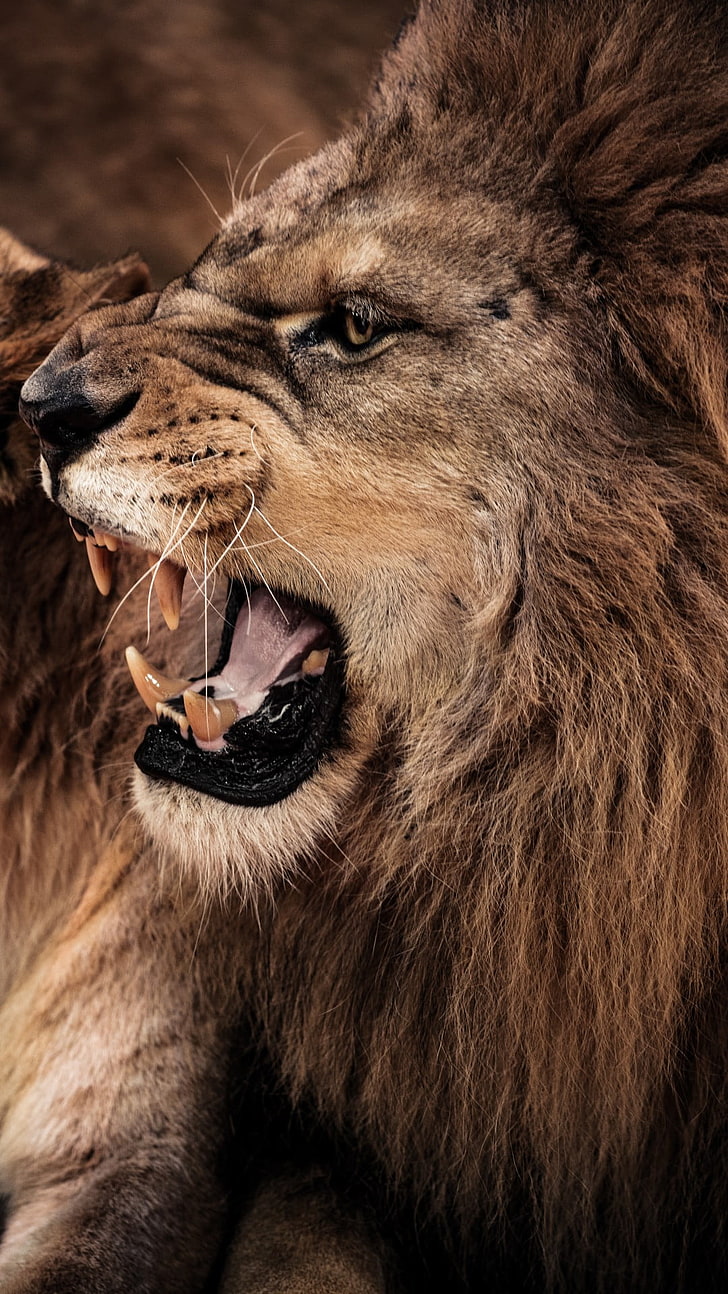 Angry Lion Growing, brown lion, Animals, Lion, angry, HD wallpaper