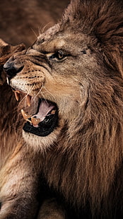 怒っているライオンの成長、茶色のライオン、動物、ライオン、怒っています。、 HDデスクトップの壁紙 HD wallpaper