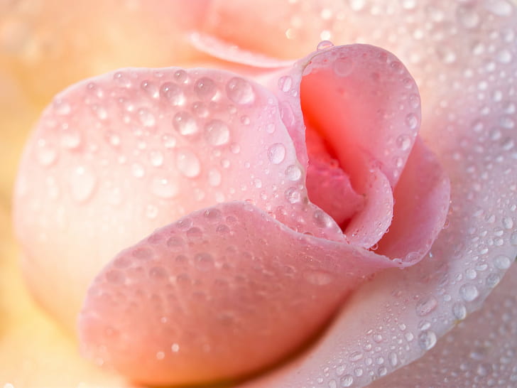 wodne rosy na różowej róży, Jeszcze bliżej, woda, rosa, różowa róża, 35mm, F2.4, kwiat, roślina, Blume, delikatny, Panasonic Lumix G5, miękki, lato, makro, makro, makro, kropla, natura, mokro, świeżość, rosa, płatek, Tapety HD