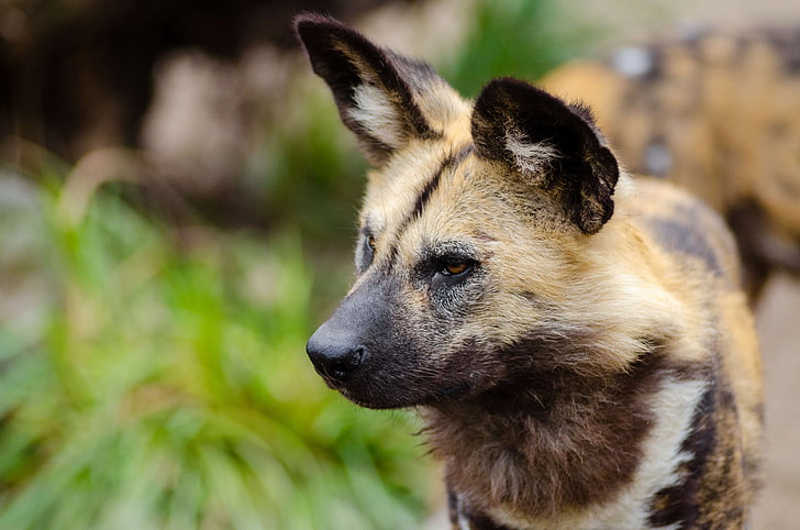 african wild dog, animal, animal photography, blur, blurry, canidae, canine, close up, dog, ears, eyes, fur, furry, looking, mammal, snout, whiskers, HD wallpaper