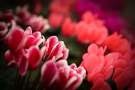 selektiv fokusering av rosa kronbladiga blommor, cyklamen, cyklamen, cyklamen, selektiv fokusering, fotografi, rosa, blommor, trädgårdscentrum, natur, blomma, växt, tulpan, kronblad, vår, blommahuvud, skönhet i naturen, närbild, röd , friskhet, rosa Färg, HD tapet HD wallpaper