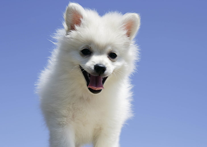 anak anjing Pomeranian putih, anjing, lidah, anak anjing, Wallpaper HD