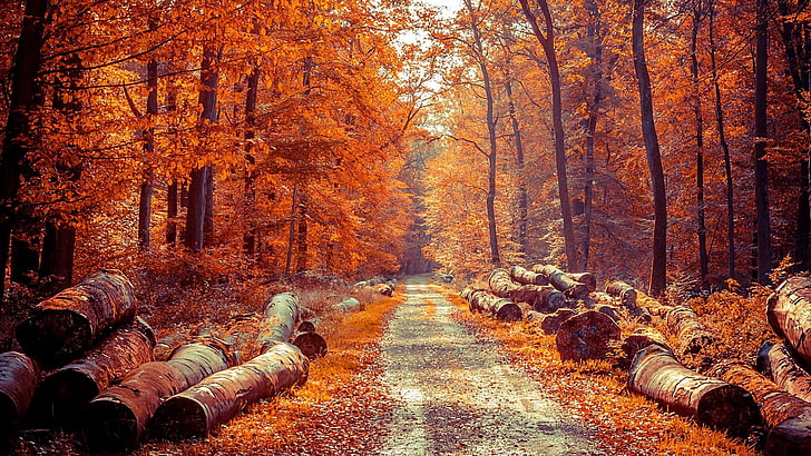 automne, bois, feuille, forêt, à feuilles caduques, arbre, bosquet, chemin d'accès, lumière du soleil, matin, branche, paysage, Fond d'écran HD