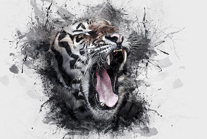 белый тигр, рев, дикий, произведение искусства, акварель, животное, HD обои