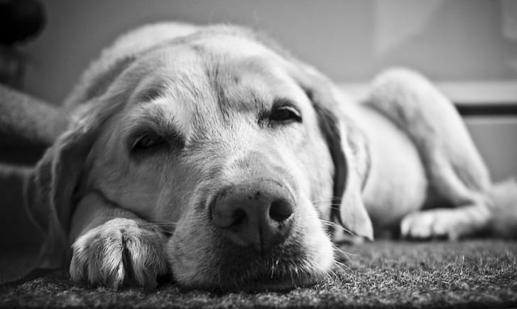 ラブラドル・レトリーバー犬、月、チェン、グレースケール、写真、ラブラドル・レトリーバー犬、犬、黒、白、ペット、動物、かわいい、純血種の犬、家畜、哺乳類、子犬、犬、レトリーバー、横たわっているのグレースケール写真、 HDデスクトップの壁紙