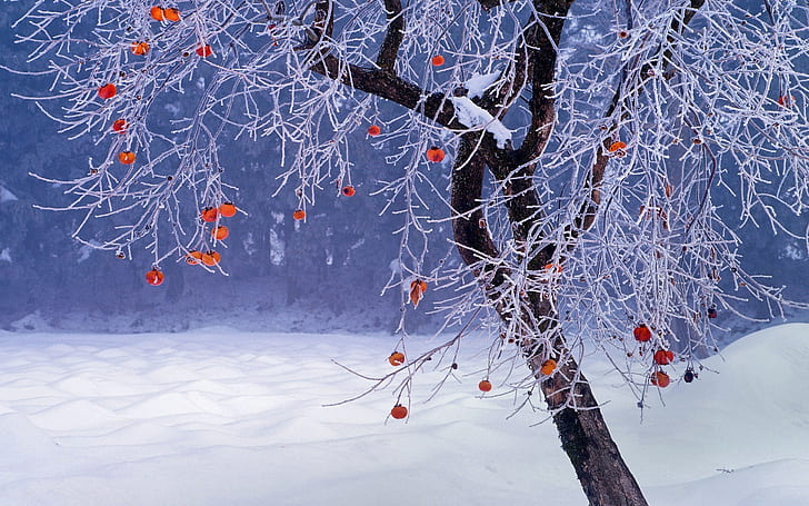 Featured image of post Sfondi Hd Desktop Inverno Choose from hundreds of free desktop wallpapers