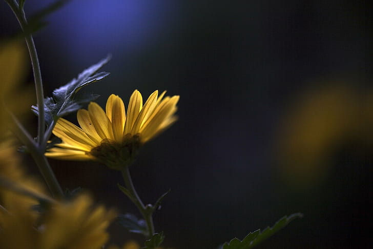 fotografia selettiva di flwoer petalo giallo, natura, fiore, estate, primo piano, pianta, giallo, all'aperto, Sfondo HD