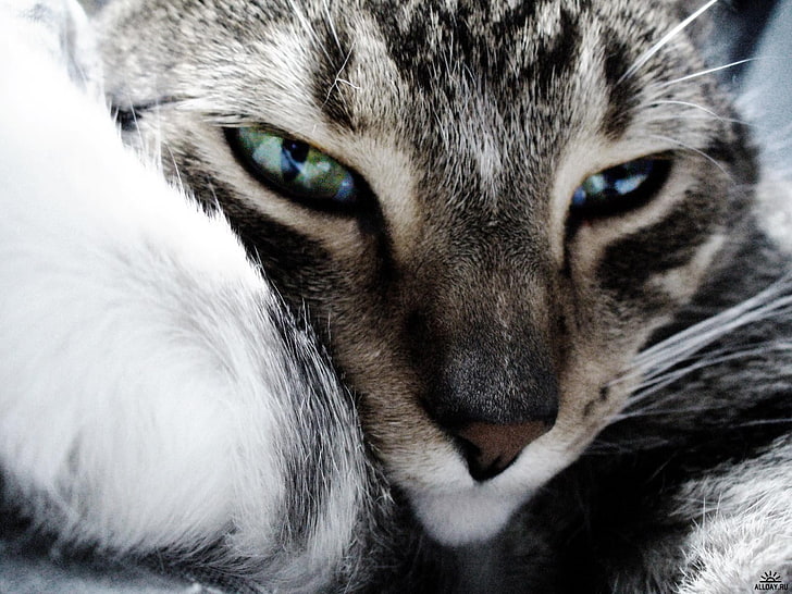 แมวสีน้ำตาลแมวใบหน้าดวงตาสัตว์, วอลล์เปเปอร์ HD