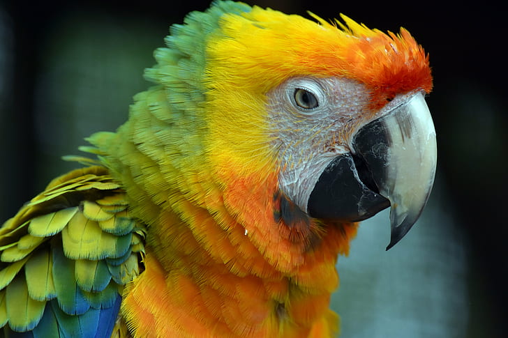 macaw parrot photography, macaw, Colorful, Macaw, parrot, photography, bird, red, yellow  green, animal, nature, avian, pets, beak, tropical Climate, multi Colored, wildlife, feather, yellow, HD wallpaper