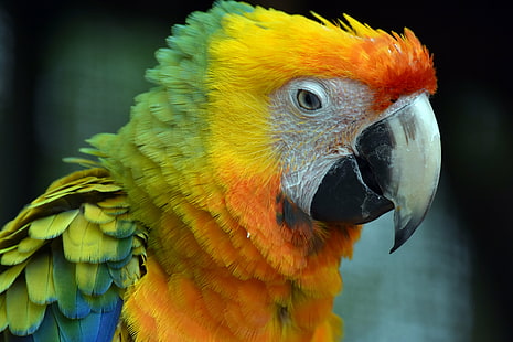 amerika papağanı papağan fotoğrafçılığı, amerika papağanı, Renkli, Amerika papağanı, papağan, fotoğrafçılık, kuş, kırmızı, sarı yeşil, hayvan, doğa, kuş, evcil hayvan, gaga, tropikal İklim, çok renkli, yaban hayatı, geçiş yumuşatma, sarı, HD masaüstü duvar kağıdı HD wallpaper