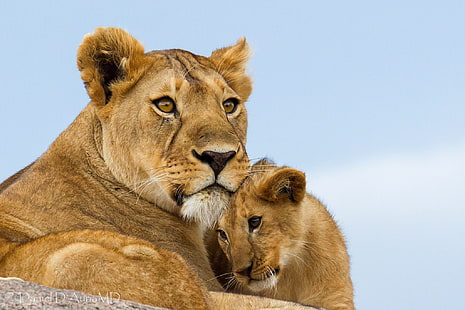leonessa marrone, leoni, coppia, occhi, predatore, Sfondo HD HD wallpaper