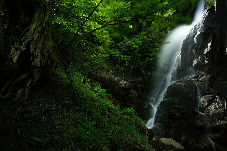 green and white leaf plant, landscape, waterfall, forest, HD wallpaper