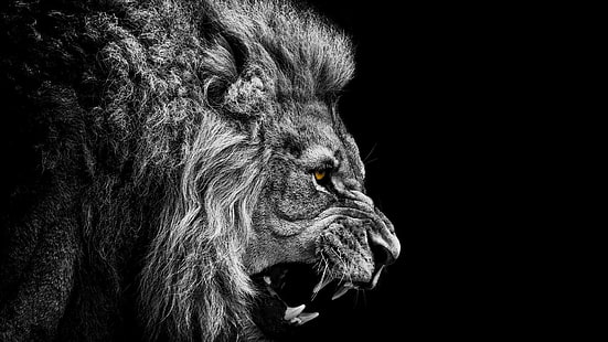 leone ad alta risoluzione widescreen, Sfondo HD HD wallpaper