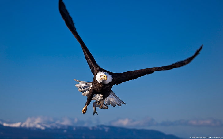 черно-белый белоголовый орлан, животные, природа, пейзаж, птицы, орел, живая природа, белоголовый орлан, HD обои