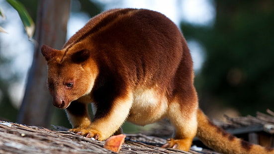 Djurlivsfotografering av brun bäver, Goodfellows trädkänguru, Nya Guinea, känguru, HD tapet HD wallpaper