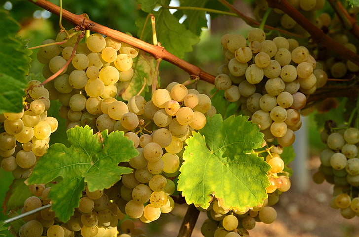 winogrona białe, białe, liście, winogrona, kiście, winorośl, Tapety HD